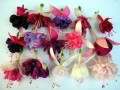 dimetris.com.ua:загрузки:fuchsii:allfuchsii.jpg