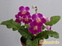 dimetris.com.ua:каталог:цф-фрейзетт.jpg