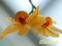 dimetris.com.ua:каталог:dendrobium-moschatum.jpg