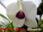 dimetris.com.ua:каталог:dendrobium_1.jpg