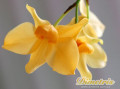 dimetris.com.ua:каталог:dendrobium_moschatum.jpg