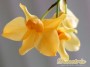 dimetris.com.ua:каталог:dendrobium_moschatum.jpg