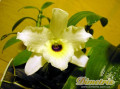 dimetris.com.ua:каталог:dendrobium_nobile.jpg