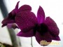 dimetris.com.ua:каталог:dendrobium_phalaenopsis.jpg