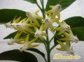 dimetris.com.ua:каталог:hoya_multiflora.jpg