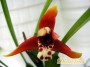 dimetris.com.ua:каталог:maxillaria_tenuifolia.jpg