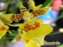 dimetris.com.ua:каталог:oncidium_1.jpg