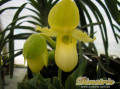 dimetris.com.ua:каталог:paphiopedilum_11.jpg
