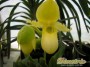 dimetris.com.ua:каталог:paphiopedilum_11.jpg