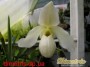 dimetris.com.ua:каталог:paphiopedilum_3.jpg