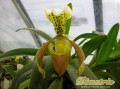 dimetris.com.ua:каталог:paphiopedilum_insigne.jpg