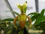 dimetris.com.ua:каталог:paphiopedilum_insigne.jpg