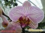 dimetris.com.ua:каталог:phalaenopsis_26.jpg