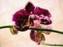 dimetris.com.ua:каталог:phalaenopsis_31.jpg