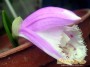 dimetris.com.ua:каталог:pleione.jpg