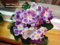 dimetris.ru:цветы:архипов:super_nature.jpg