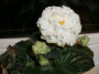 dimetris.ru:цветы:е.в.коршунова:ек-белая_королева_2.jpg