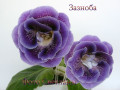 dimetris.ru:цветы:е.в.слюсарь:зазноба.jpg