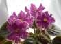 dimetris.ru:цветы:к.морев:пурпурный_мираж.jpg