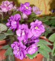 dimetris.ru:цветы:a.droege:alys_deep_purple.jpg