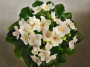 dimetris.ru:цветы:a.fischer:ballet_taffy_2.jpg