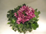 dimetris.ru:цветы:a.fisher:ballet_fairy_queen_2.jpg