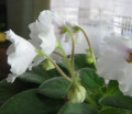 dimetris.ru:цветы:a.murphy:alans_white_feather_2.jpg
