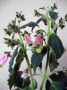 dimetris.ru:цветы:batcheller:beltane_2.jpg