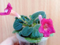 dimetris.ru:цветы:belisle:country_shortcake.jpg