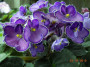 dimetris.ru:цветы:bell:susan_brooks.jpg