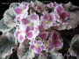 dimetris.ru:цветы:brownlie:acas_summer_parfait.jpg