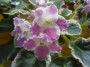 dimetris.ru:цветы:brownlie:acas_summer_parfait_2.jpg
