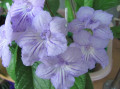 dimetris.ru:цветы:d.miller:neils_lilac.jpg