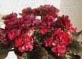 dimetris.ru:цветы:d.ness:ness_antique_red_2.jpg