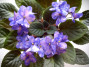 dimetris.ru:цветы:d.ness:ness_blueberry_puff.jpg