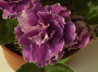 dimetris.ru:цветы:d.ness:ness_cranberry_lace.jpg