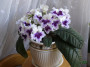dimetris.ru:цветы:d.thompson:designer_gown.jpg