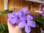 dimetris.ru:цветы:d.thompson:sings_the_blues.jpg