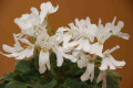 dimetris.ru:цветы:dates:lunar_lily.jpg