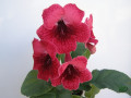 dimetris.ru:цветы:dimetris:ds-216_2.jpg