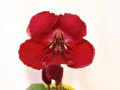 dimetris.ru:цветы:dimetris:ds-e_120.jpg