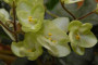dimetris.ru:цветы:e.kolb:emerald_love.jpg