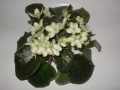 dimetris.ru:цветы:e.kolb:emerald_love_2.jpg