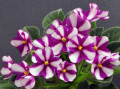 dimetris.ru:цветы:f.wagman:sister_sylvia.jpg