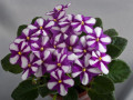 dimetris.ru:цветы:f.wagman:sister_sylvia_2.jpg