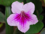 dimetris.ru:цветы:fleischle:fleischle_catania.jpg