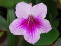 dimetris.ru:цветы:fleischle:fleischle_catania.jpg