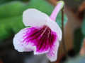 dimetris.ru:цветы:fleischle:fleischle_catania_2.jpg