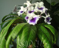 dimetris.ru:цветы:fleischle:fleischle_leyla.jpg