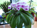 dimetris.ru:цветы:fleischle:fleischle_pink_leyla.jpg